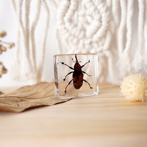 Resina ciervo escarabajos insectos incrustados insectos reales en resina acrílico espécimen colección juguetes educativos para niños cumpleaños - Product Image 2