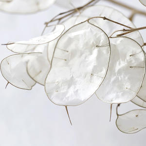 Lussuoso Bouquet di Fogliame Essiccato e Conservato, Lunaria Annua per Decorazioni Domestiche - Product Image 4