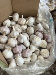 <span class=keywords><strong>Ajo</strong></span> <span class=keywords><strong>Chino</strong></span> Fresco <span class=keywords><strong>de</strong></span> Alta Calidad al por Mayor, Semillas <span class=keywords><strong>de</strong></span> <span class=keywords><strong>Ajo</strong></span>, Proveedor <span class=keywords><strong>de</strong></span> Semillas <span class=keywords><strong>de</strong></span> Vegetales - Product Image 1