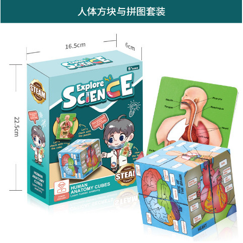 [Human Body Cube and Puzzle Set]