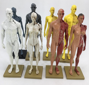 Modèles musculo-squelettiques humains de 30 cm pour exposition d'art, en résine, modèles de structure humaine avec genres masculin et féminin, jaune gris - Product Image 2