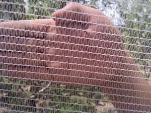 Nhiệm vụ nặng nề UV kháng Windproof <span class=keywords><strong>HDPE</strong></span> Orchard bảo vệ mưa đá Net cho cây ăn quả & Vườn Nho ứng dụng - Product Image 5