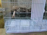 Cages d'élevage pour canaris OEM, cages d'élevage empilables, cage d'élevage pour pinsons, cage à oiseaux pliable avec cage en fil métallique et dispositif d'alimentation