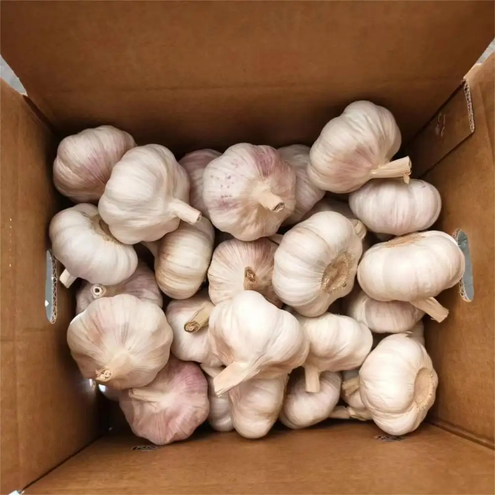 High quality 10KG/Carton Chinese fresh garlic normal white garlic to export 4.5cm,5.0cm,5.5cm,6.0cm and up
