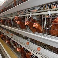 Prix d'usine, ferme avicole éthiopienne, vente chaude, <span class=keywords><strong>cage</strong></span> à poulets pour 96/128 oiseaux, poulailler, enclos pour poulets, <span class=keywords><strong>cage</strong></span> à poulets, bac à fumier - Product Image 3