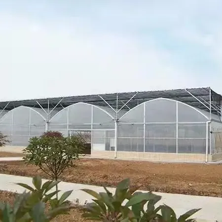 Serre à film Po/Pe pour culture hydroponique de légumes frais, tomates agricoles