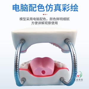 Enseñanza de cuidado dental en jardín de infantes: Cuidado del modelo dental humano, demostración dental con modelo oral ampliado 6 veces - Product Image 5