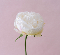 Bunga Peony buatan 32cm, bunga Peony sutra tunggal gaya Modern warna-warni untuk dekorasi pernikahan rumah Hari Ibu