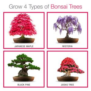 Nhỏ <span class=keywords><strong>bonsai</strong></span> cây nồi Starter Kit đối với nhà trong nhà Herb vườn Thiết kế chậu hoa cho vườn ươm Máy tính để bàn trồng Nhà máy sản xuất - Product Image 3