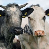 Sustar 1% sapi sapi Premix melacak elemen vitamin Premix Ruminant hewan unggas tingkat pakan bubuk mineral