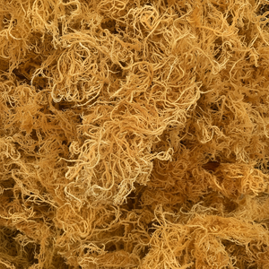 MOUSSE DE MER NATURELLE DE PREMIÈRE QUALITÉ PROVENANT DE L'OCÉAN/ Mousse de mer irlandaise sauvage d'origine vietnamienne/ Un cadeau de la nature - Product Image 1