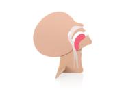 Modelo de Sección de Cabeza para Entrenamiento de RCP, Modelo Anatómico para Demostrar la Apertura de las Vías Respiratorias, Piel de Plástico de Color Rojo, Marca XFT, Modelo XFT-E0002
