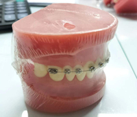 Estándar médico ortodoncia estudio dentista anatómico dental tipodont modelos dientes modelo
