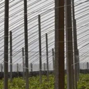 Lona de Plástico Resistente a los Rayos UV y a la Lluvia Ácida / Lonas Transparentes para Cubrir Huertos de Cerezos / Invernaderos - Product Image 5