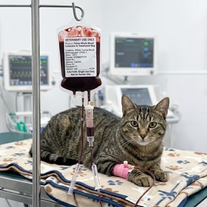 Bolsa <span class=keywords><strong>de</strong></span> <span class=keywords><strong>Sangre</strong></span> Estéril Individual <span class=keywords><strong>de</strong></span> Primera Calidad para Animales, Bolsa <span class=keywords><strong>de</strong></span> Transfusión <span class=keywords><strong>de</strong></span> <span class=keywords><strong>Sangre</strong></span> Desechable para Uso Veterinario con <span class=keywords><strong>Anticoagulante</strong></span> CPDA-1 - Product Image 1