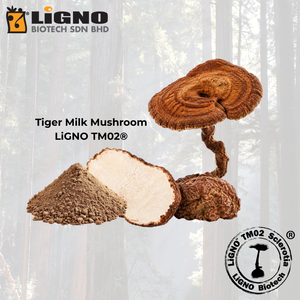 ผงเห็ดนมเสือ LiGNO TM02 ผงสมุนไพรดิบ ผลิตภัณฑ์เพื่อสุขภาพ ได้รับการรับรองฮาลาลและโคเชอร์ รับผลิตแบบ OEM ODM สำหรับส่งออก - Product Image 1