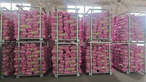 Aglio Fresco di Alta Qualità dalla Cina, Aglio Bianco Puro/Normale, Prezzo all'Ingrosso, Esportatore di Fabbrica - Product Image 6