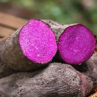 Extrait de Patate Douce Violette en Poudre (Ube) 5% Anthocyanes – Pigment Naturel pour Aliments – Fournisseur Direct Usine