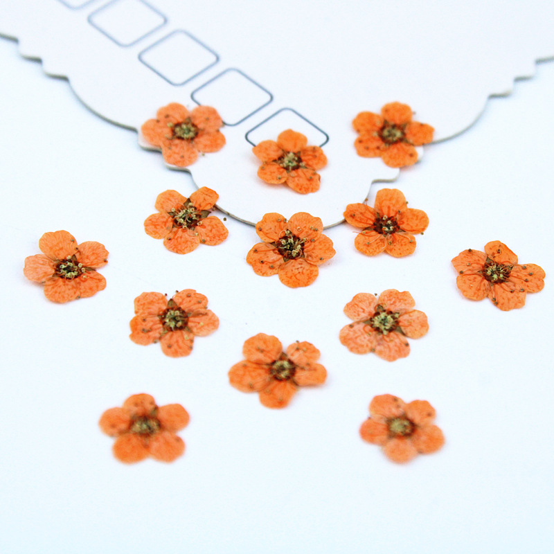orange 100pcs