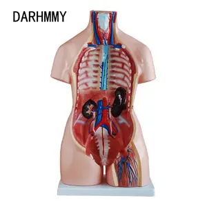 DARHMMY 85 CM Unisex Torso Anatomie Modell 40 Teile Medizintechnik Produkt