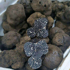 Tartufo Nero Cinese Detan Esportazione Tartufo Nero Congelato - Product Image 6