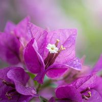 Vente en gros de fleurs artificielles de pêcher en soie de haute qualité pour l'extérieur, décor d'arbre, imperméables, légères, style moderne, Fête des Mères