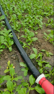 Tuyau micro-asperseur agricole le plus vendu avec un diamètre de 2 pouces et <span class=keywords><strong>5</strong></span> trous. Tuyau d'arrosage flexible pour l'irrigation agricole - Product Image 3