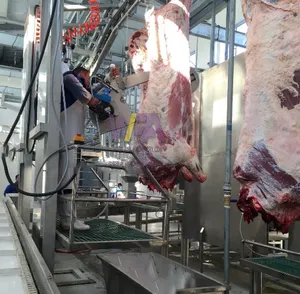 Lò Giết Mổ Lớn Hoàn Chỉnh 250 Gia Súc Mỗi Giờ Thiết Bị Bào Thai Bò Nhân Đạo Chế Biến Thịt Halal