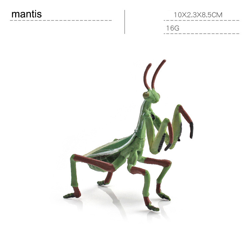Mantis