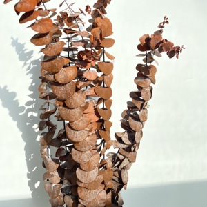 Foglie di eucalipto essiccate steli ramo conservato fiori secchi freschi piante eucalipto conservato per la composizione di fiori secchi - Product Image 5