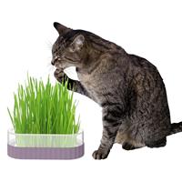 整个猫草种子植物可以让任何空间变得美丽而充满活力 阿里巴巴