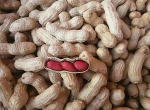 Werbeartikel Verschiedene gute Qualität <span class=keywords><strong>in</strong></span> Schale Erdnuss Massenware Erdnüsse <span class=keywords><strong>in</strong></span> Schale chinesisch billigste Erdnuss <span class=keywords><strong>in</strong></span> Schale - Product Image 2