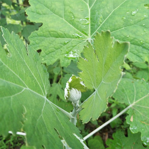 Extrait de <span class=keywords><strong>Macleaya</strong></span> <span class=keywords><strong>Cordata</strong></span>/Sanguinarine naturel et de haute qualité - Product Image 4