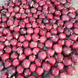 Tỏi tỏi tươi tỏi tươi tỏi hành tây tươi tươi hành tây đỏ tươi tỏi bawang putih chanh tươi - Product Image 1