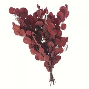 Hojas de Eucalipto Eternas 120g, Ramo de Hojas de Eucalipto Silver Dollar, Ramo de Hojas de Eucalipto Preservadas, Arreglo Floral - Product Image 5