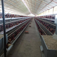 Équipement automatique en acier galvanisé pour poules pondeuses en batterie, cages pour poulets de ferme avicole, vente chaude