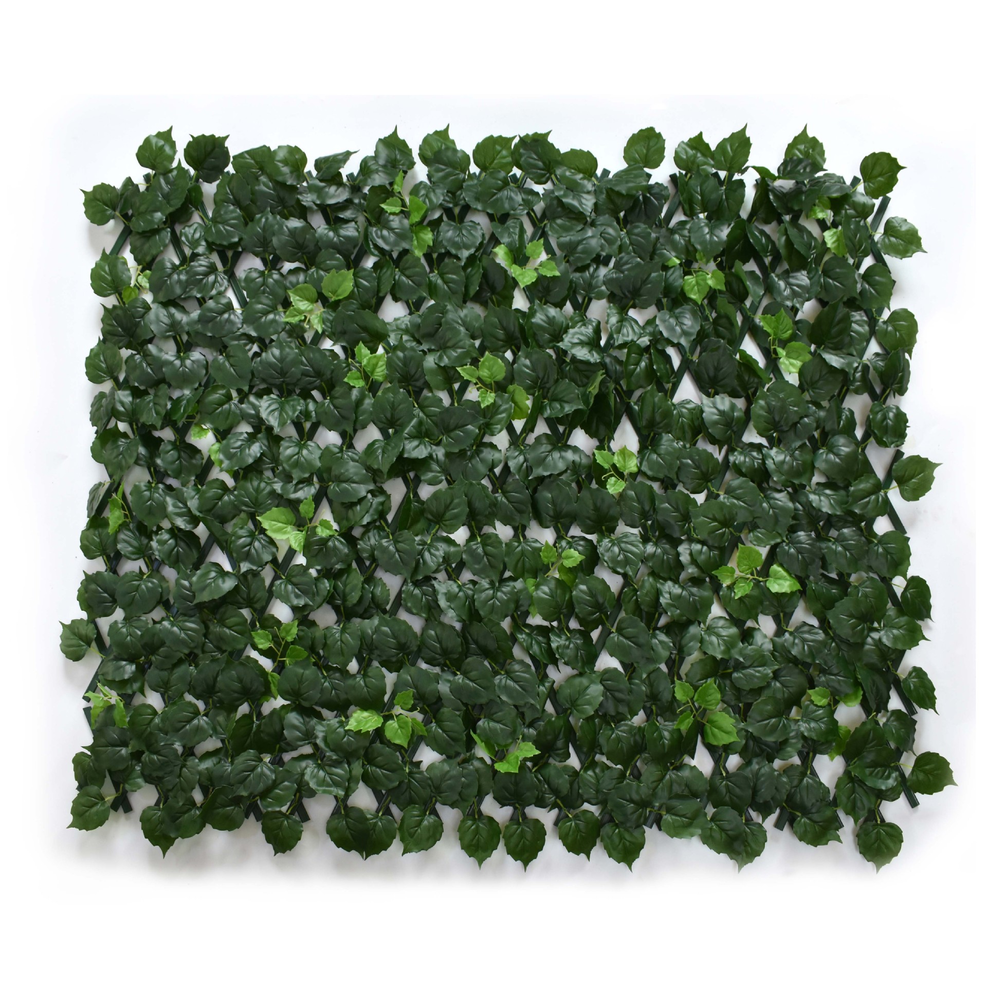 Valla de uva verde oscuro