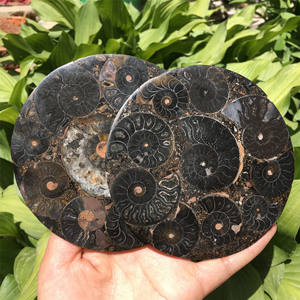 Fossiles de coquillages en gros, disque en spirale, spécimen océanique rare pour la décoration de la maison, collection pour les passionnés de géologie et exposition éducative - Product Image 2