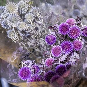 Flores Secas de Cardo Azul UKIQUEEN, Venta al por Mayor, Flores Secas de Eryngium Teñidas, Flores Secas Conservadas de <span class=keywords><strong>Echinops</strong></span> - Product Image 5