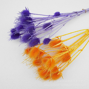 Vente d'usine Branches d'<span class=keywords><strong>Eryngium</strong></span> <span class=keywords><strong>Foetidum</strong></span> largement utilisées fleurs séchées conservées chardon conservé Eryngo - Product Image 6