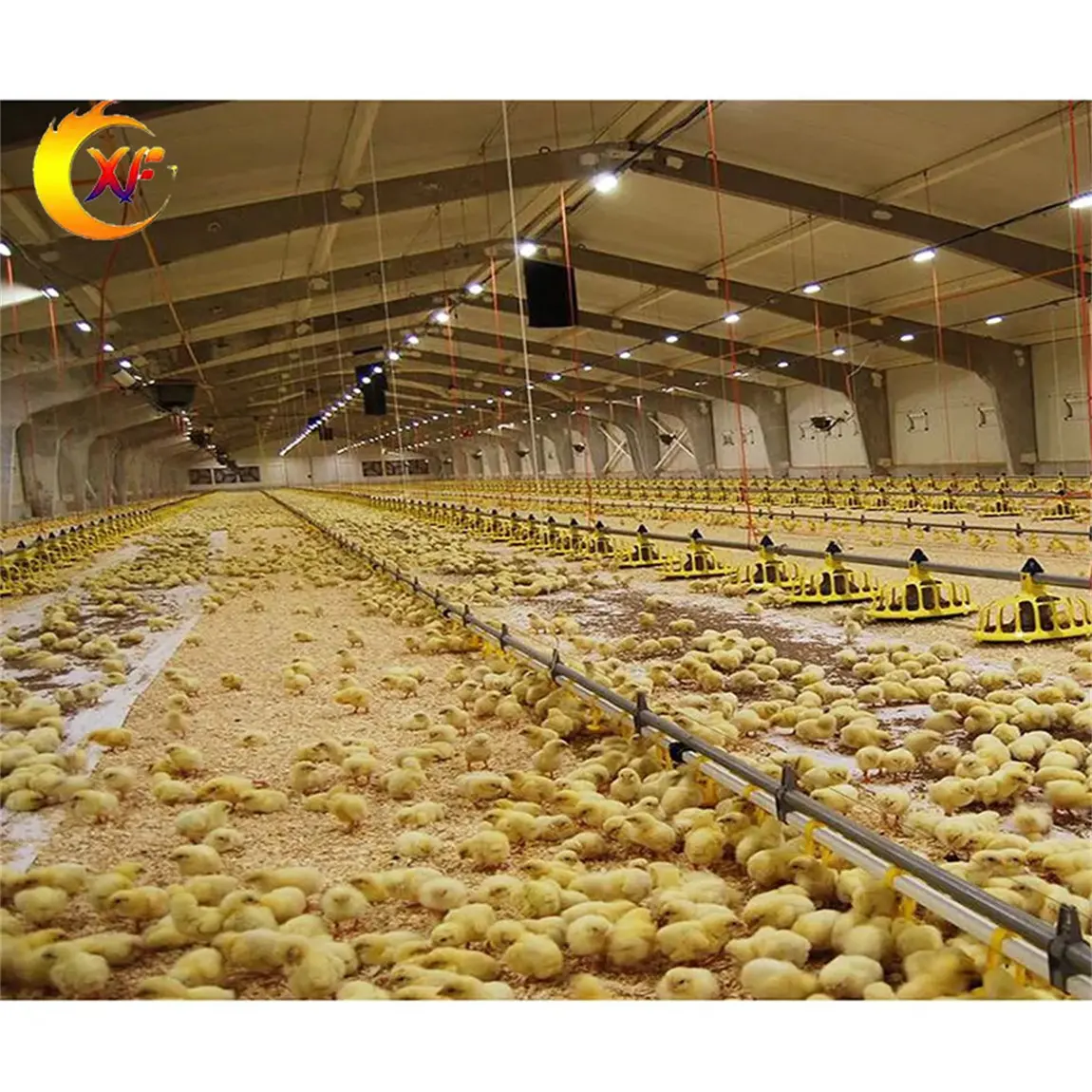 Fabricant équipement d'alimentation automatique complet pour poulailler système de ligne d'alimentation pour poulets de chair vente directe