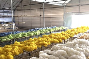 ดอกไฮเดรนเยียแอนนาแบบแห้งขายส่ง บรรจุกล่องสี่เหลี่ยม สำหรับตกแต่ง DIY น้ำหนัก 100 กรัม <span class=keywords><strong>ช่อ</strong></span>ดอกไม้ <span class=keywords><strong>วัน</strong></span><span class=keywords><strong>วาเลนไทน์</strong></span> <span class=keywords><strong>วัน</strong></span>แม่ <span class=keywords><strong>วัน</strong></span>ปีใหม่ - Product Image 6
