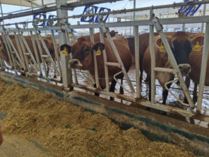 Granja vaca casa acero tubería oveja cabra vaca cabeza bloqueo caliente galvanizado ganado alimentador Fácil instalación - Product Image 2