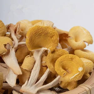 <span class=keywords><strong>Chanterelles</strong></span> séchées jaunes en gros, <span class=keywords><strong>comestibles</strong></span>, déshydratées, biologiques du Yunnan, Cantharellus cibarius Ji You Jun - Product Image 3