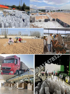 Núcleos de <span class=keywords><strong>Nuez</strong></span> de Yunnan a <span class=keywords><strong>Precio</strong></span> Económico - Product Image 5