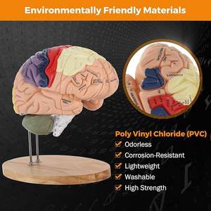 リアルな<span class=keywords><strong>4</strong></span>パーツ脳模型、2倍のサイズ、人間のカラフルな脳解剖模型、インタラクティブな医療解剖学教育用 - Product Image 4
