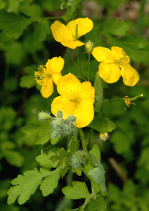 Grosir 10:1 alami murni, 20:1 ekstrak Calandine herbal <span class=keywords><strong>Chelidonium</strong></span> Matus bubuk ekstrak dalam jumlah besar - Product Image 3