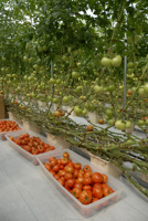Serre agricole multi-travées en film plastique, solution clé en main pour la culture hydroponique de tomates, à vendre