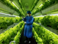 Projet clé en main 40HQ : Ferme intelligente, conteneur de culture hydroponique, système de culture verticale, ferme en conteneurs
