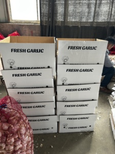 Neue Ernte SINOFARM Knoblauch Frisches Gemüse Erstklassiger Bawang <span class=keywords><strong>Putin</strong></span> Schwarzer Knoblauch Guter Preis Knoblauchpulver für den Export - Product Image 4